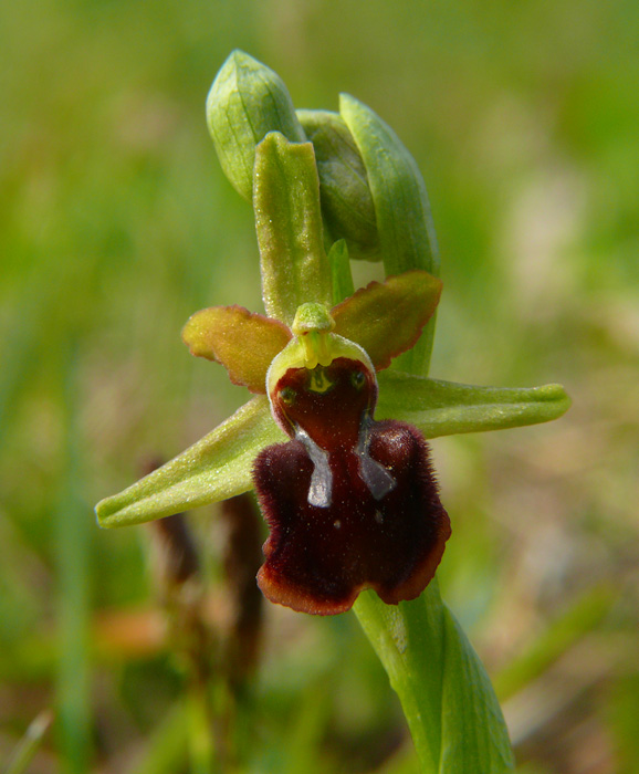 Ophrys garganica